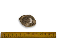 F 07105
<br/>
<br/>
<em></em>